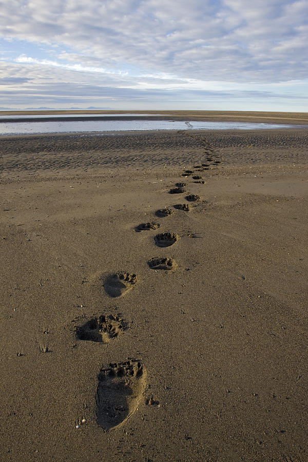 Grizzly Bear Tracks Photograph by Ingo Arndt Grizzly Bear Tracks Photograph by Ingo Arndt