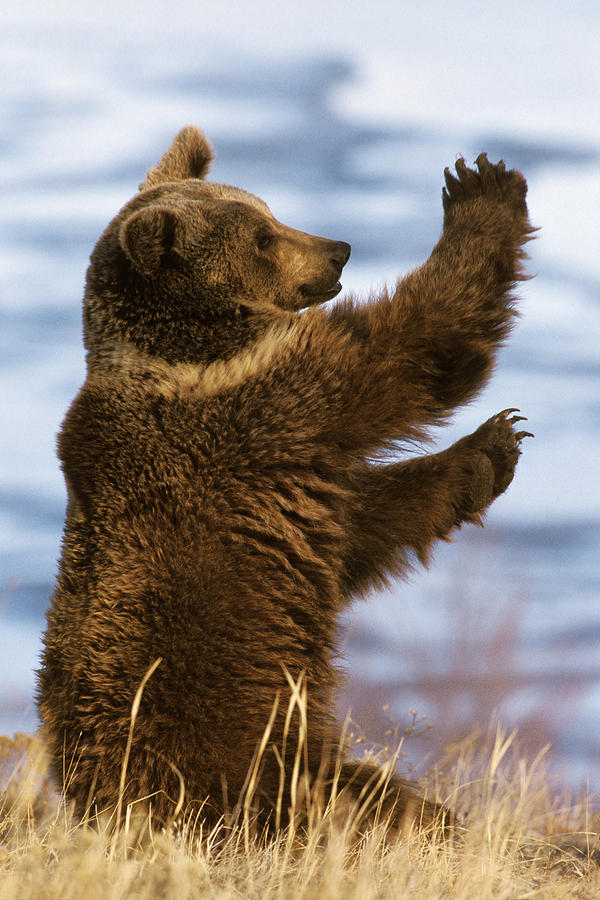 Mammal Photograph - Grizzly Bear Ursus Arctos Horribilis by Konrad Wothe