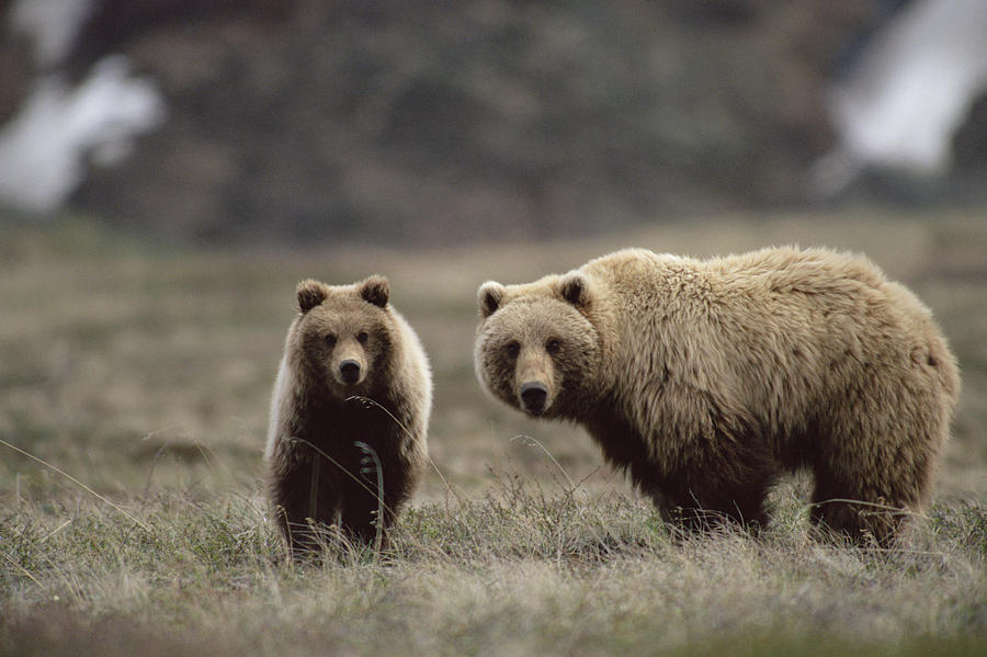 Grizzly Bear Ursus Arctos Horribilis Photograph by Michael Quinton