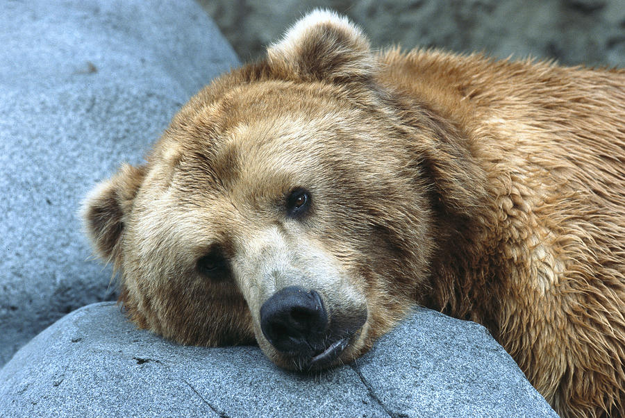 Grizzly Bear Ursus Arctos Horribilis Photograph by San Diego Zoo