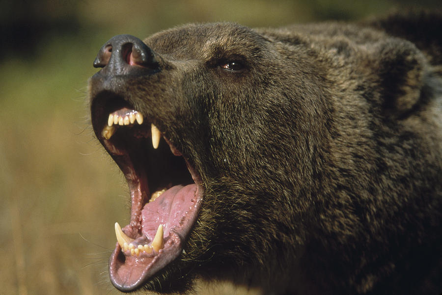 Mammal Photograph - Grizzly Bear Ursus Arctos Horribilis by Tim Fitzharris
