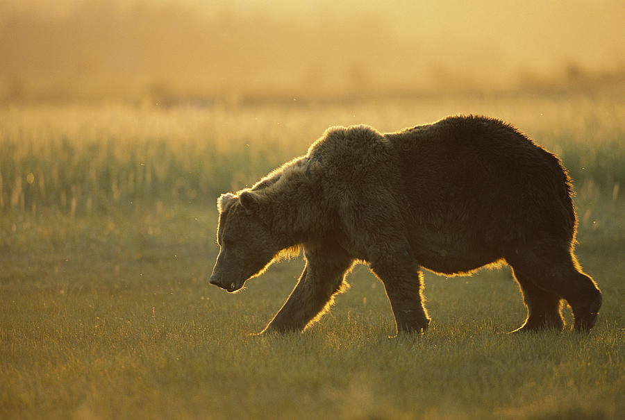 Grizzly Bear Walking At Sunset Katmai Photograph by Suzi Eszterhas