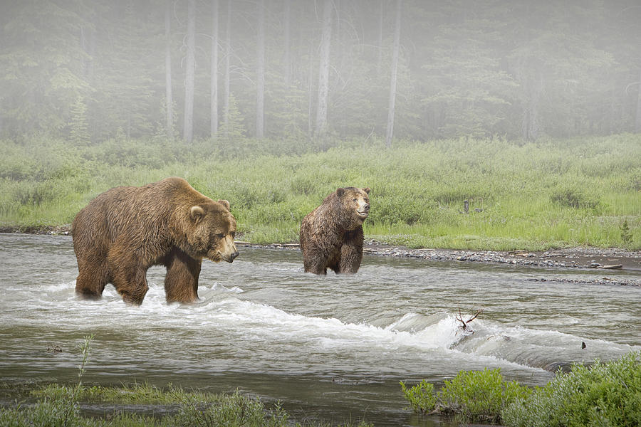 Grizzly Bears crossing a Stream Photograph by Randall Nyhof