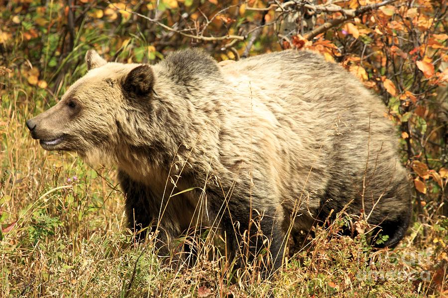 Grizzly Camouflage Photograph by Adam Jewell