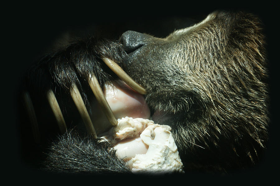 Grizzly Eating Photograph by Ernest Echols