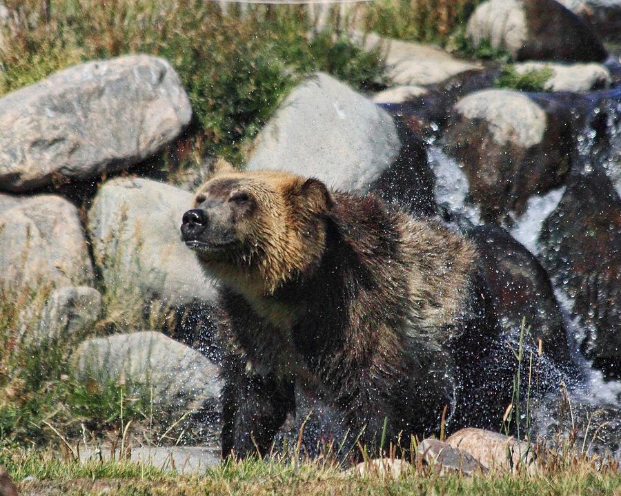 Yellowstone National Park Photograph - Grizzly by Gene Praag
