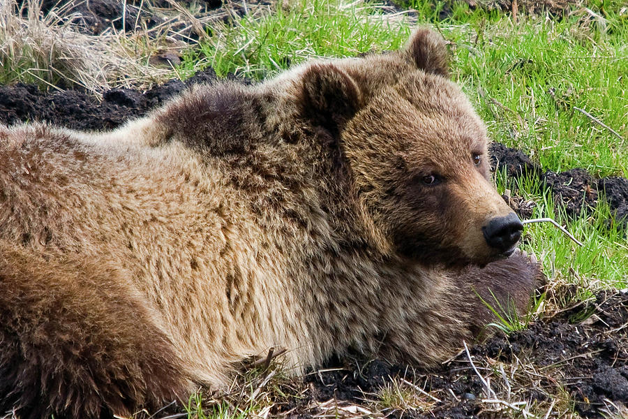 Grizzly Glance Photograph by Steve Stuller