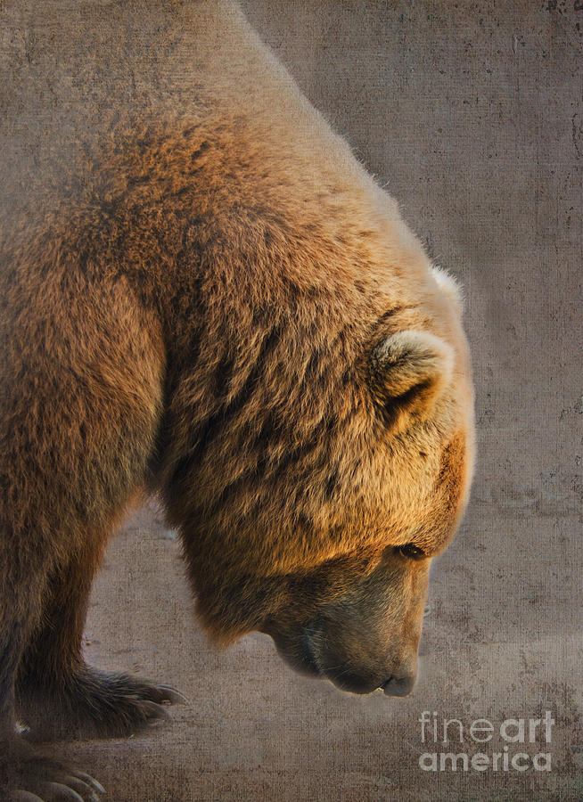 Grizzly Hanging Head Photograph by Betty LaRue