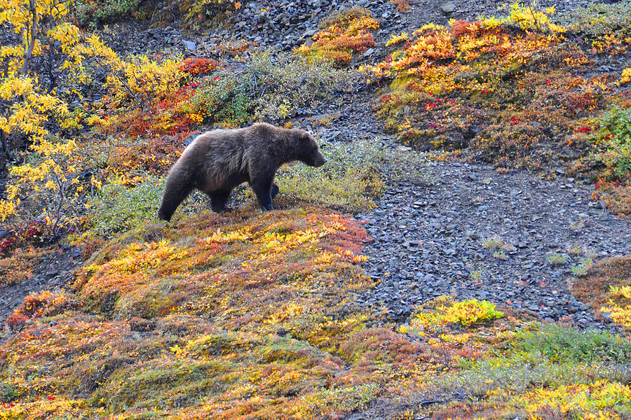 Grizzly Hunt Photograph by Alan Lenk