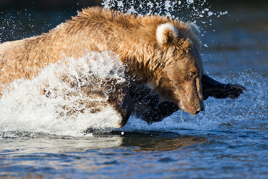 Salmon Photograph - Grizzly Leap by Brandon Broderick