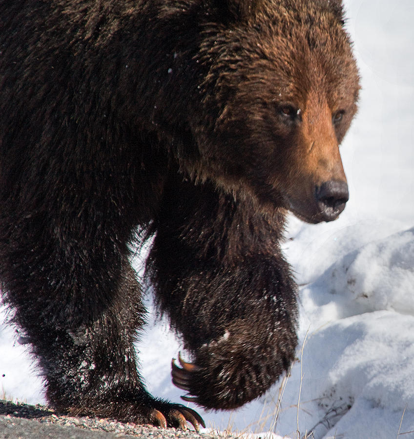 Grizzly On Snow Photograph by J L Woody Wooden