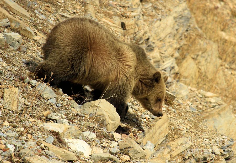 Grizzly On The Rocks Photograph by Adam Jewell