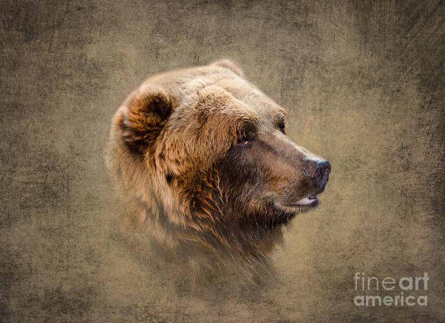 Grizzly Portrait Photograph by Betty LaRue
