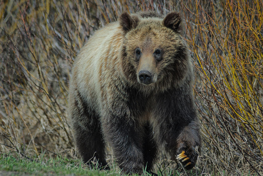 Wildlife Photograph - Grizzly Ramble by Charlie Choc