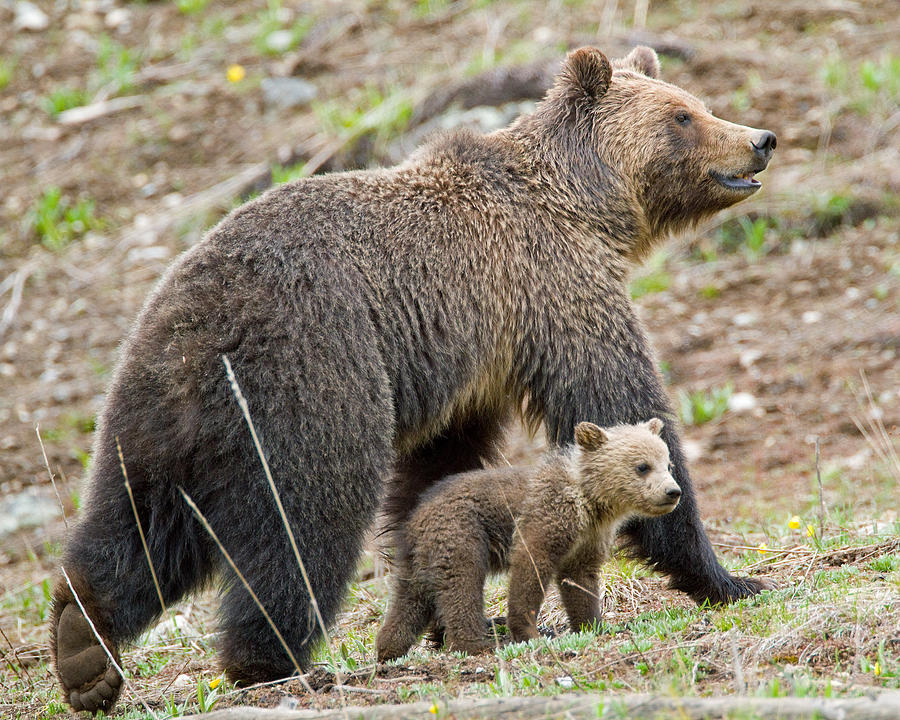 Yellowstone National Park Photograph - Grizzly Sow and Cub by Max Waugh