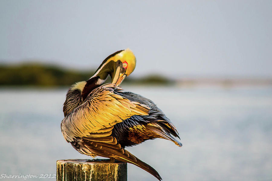Grooming Pelican Photograph by Shannon Harrington