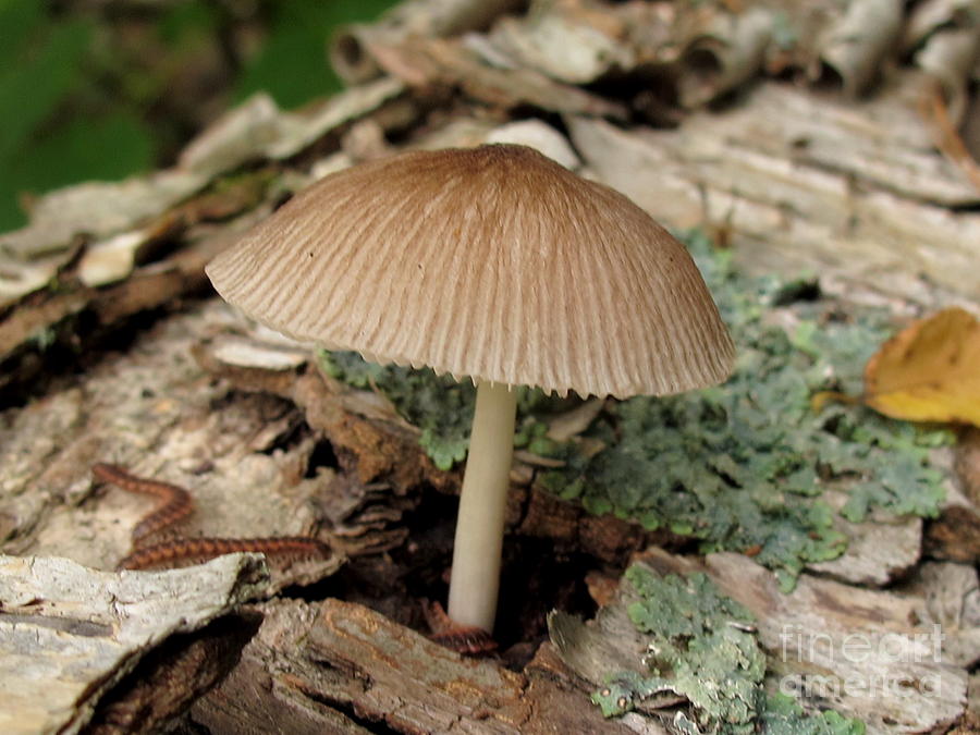 Mushroom Photograph - Groovy Pluteus by Timothy Myles