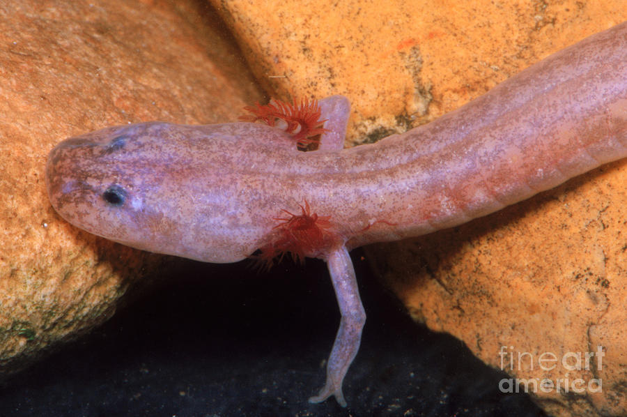 Grotto Salamander Larva Photograph by Dante Fenolio