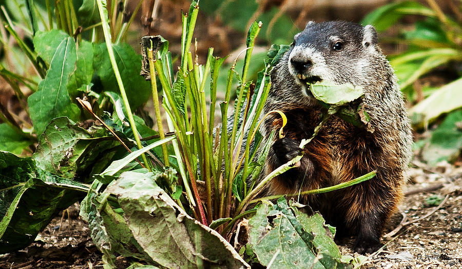 Ground Hog Lunch Photograph by Ed Peterson