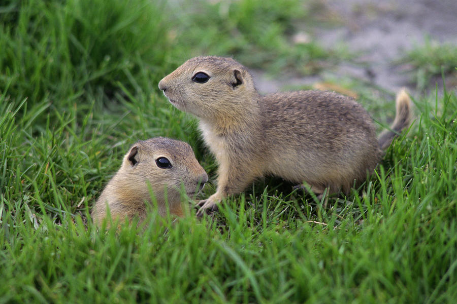 Ground Squirrels, Oak Hammock Marsh Photograph by Mike Grandmailson ...