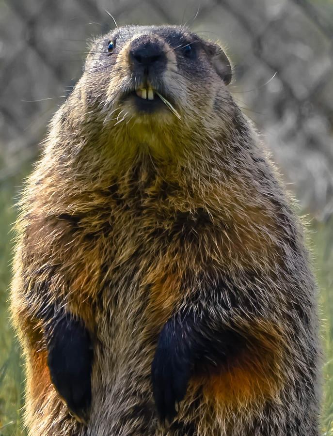 Groundhog Photograph by Brian Stevens