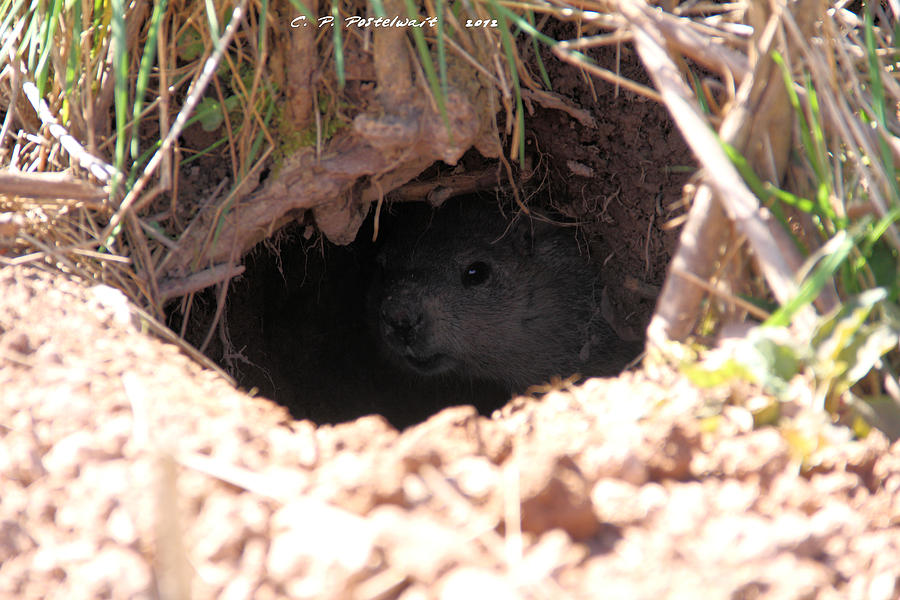 Groundhog in his Hole Photograph by Carolyn Postelwait - Pixels