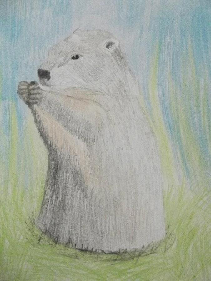Wildlife Drawing - Groundhog by Sharon Boggs