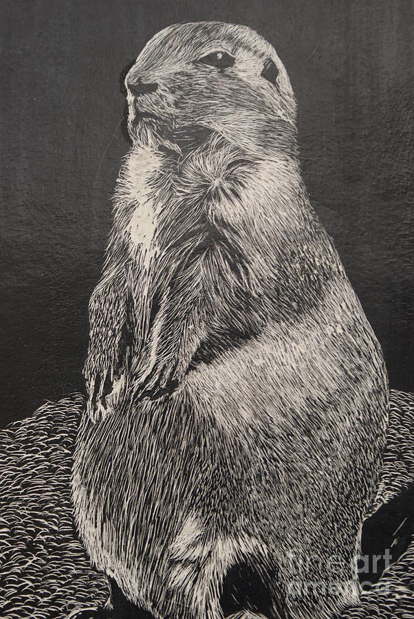 Wildlife Drawing - Groundhog by William Ohanlan