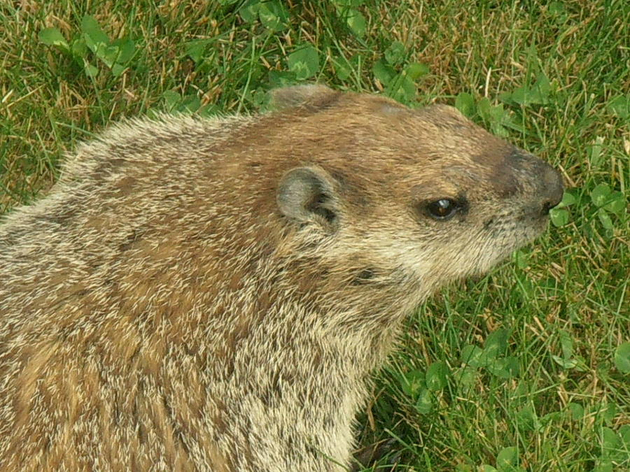 Groundhog's Day Photograph by Kimberly Perry - Fine Art America