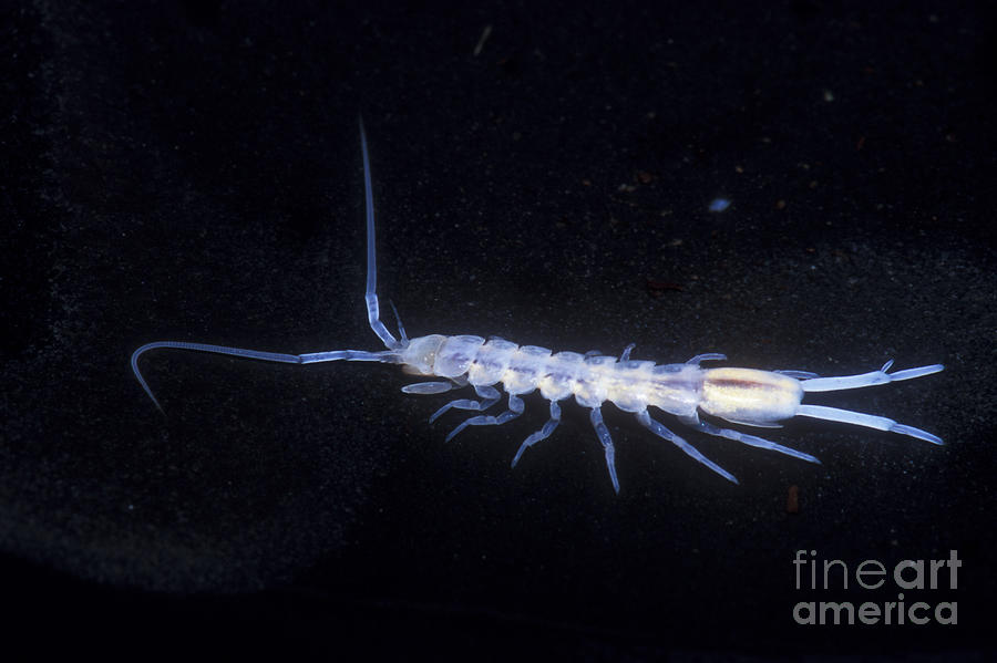 Groundwater Isopod Photograph by Dante Fenolio