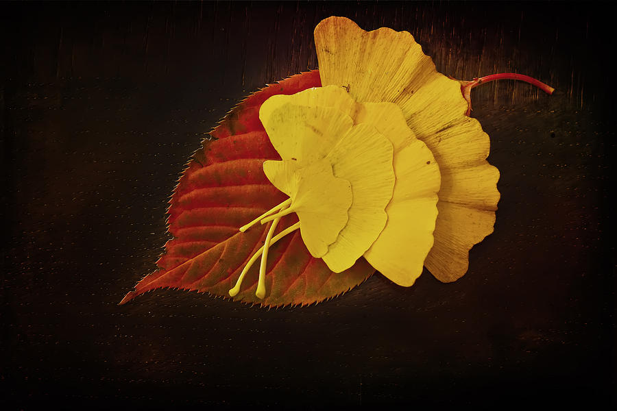 Texture Photograph - Group Leaf by Dmitriy Mirochnik Texture Photograph - Group Leaf by Dmitriy Mirochnik