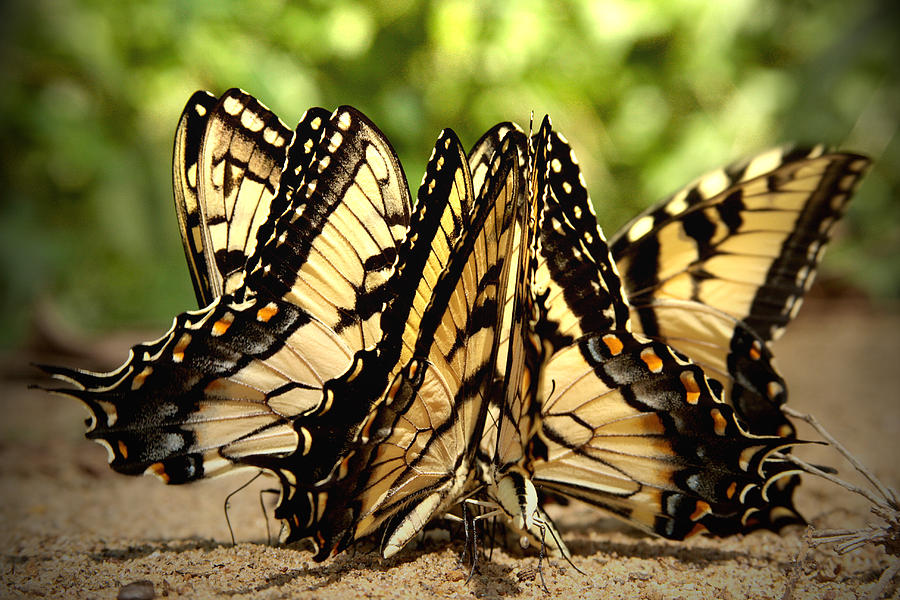 Group of butterflies on sand Photograph by Emanuel Tanjala