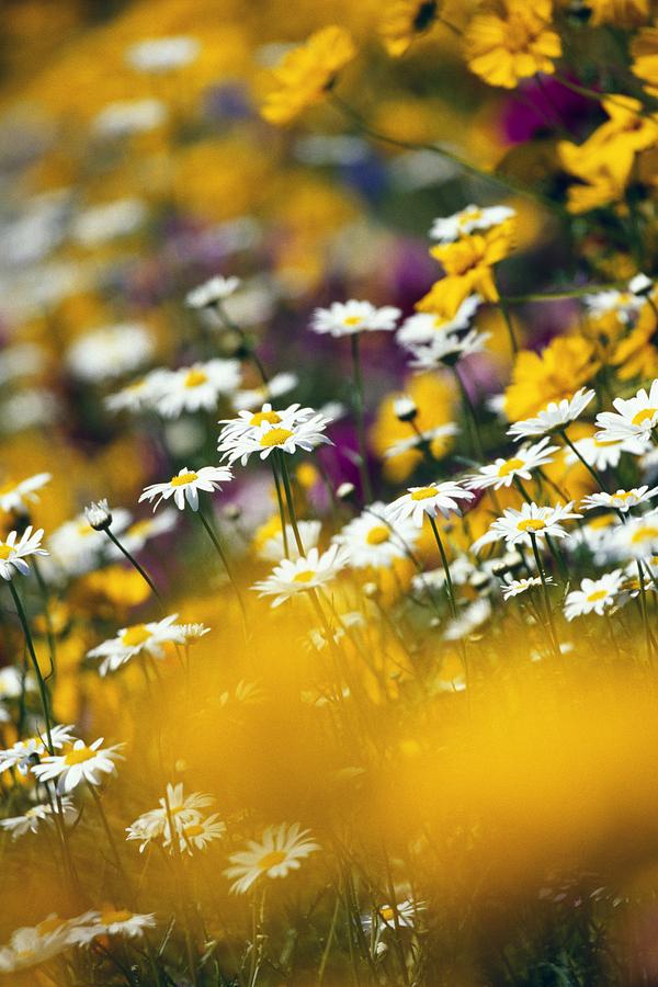 Group Of Daisies Photograph by Natural Selection Craig Tuttle
