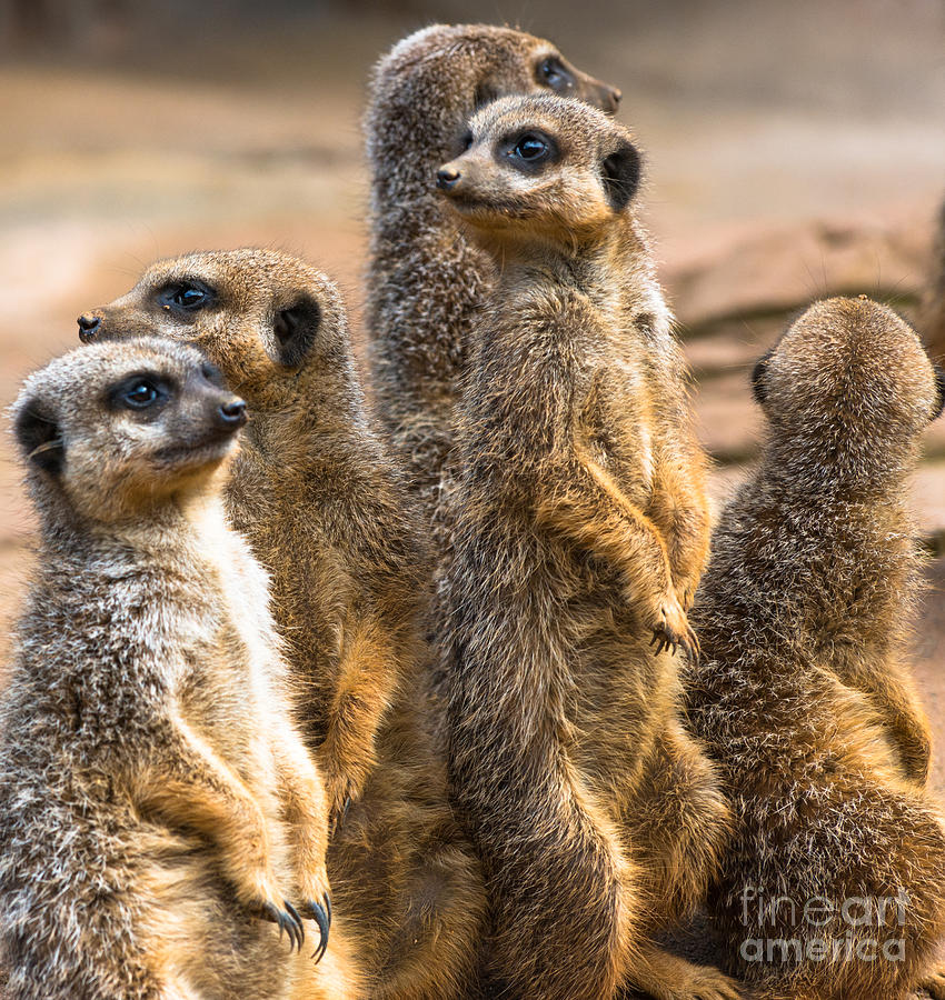 Group of Meerkats Photograph by Andrew  Michael