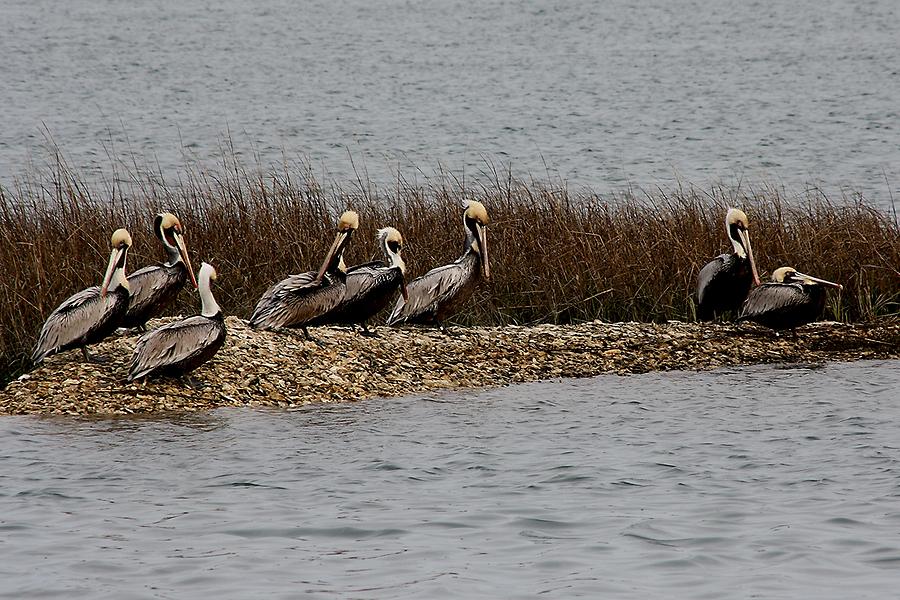 Pelican Photograph - Group of Pelicans by Paulette Thomas