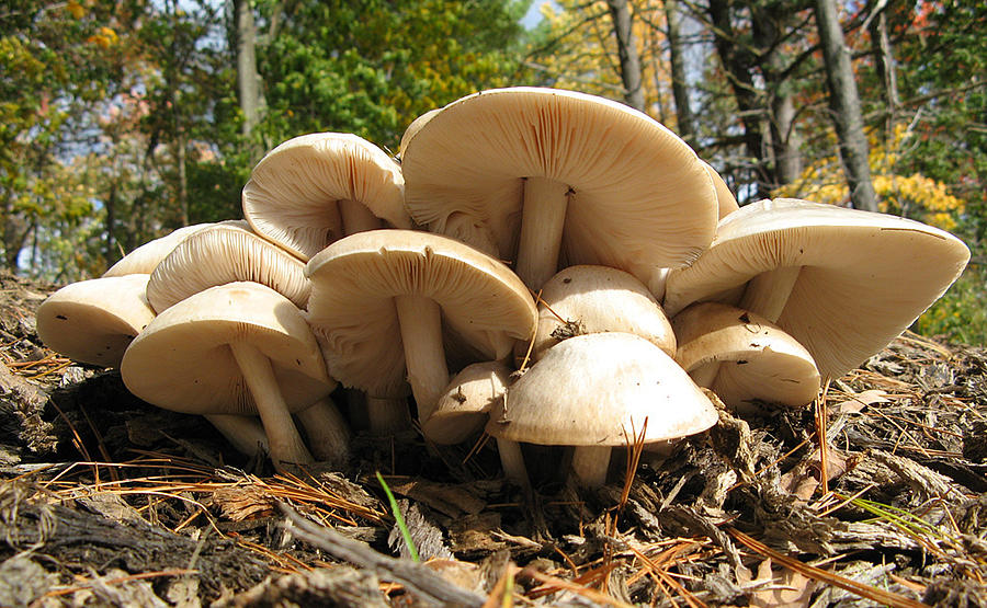 Image result for wild mushrooms