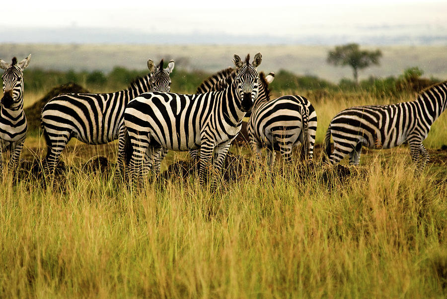 Group Of Zebra by Sasil Sirivadhanakul