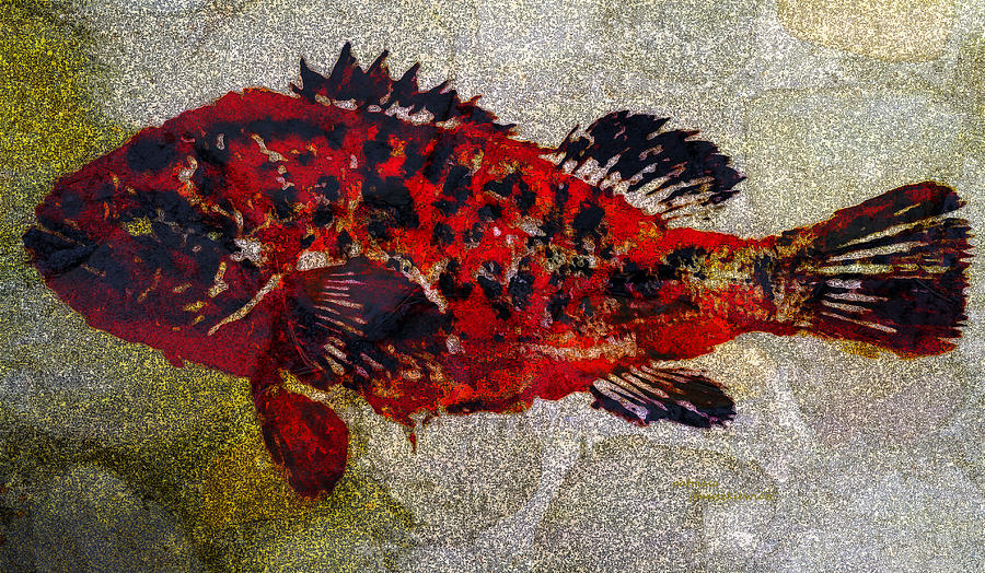 Fish Mixed Media - Grouper by Patricia Januszkiewicz