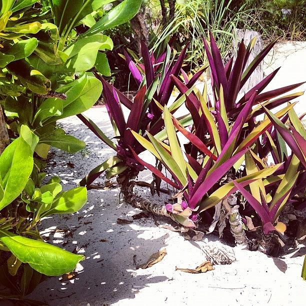 Grow Photograph - #grow #bahams by Elaine Ismert