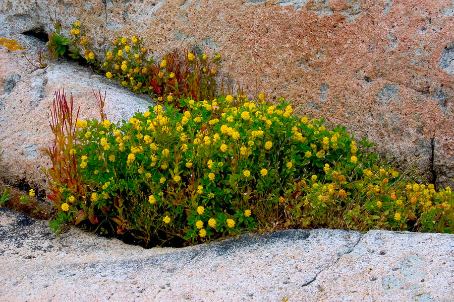 Acadia National Park Photograph - Growing in the Cracks by Brent L Ander