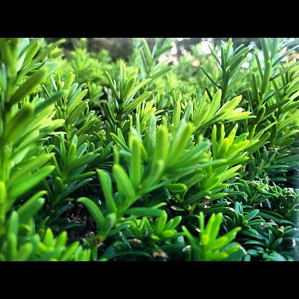 Summer Photograph - Growth. #green #pine #leaves #forest by Claudia Gordon