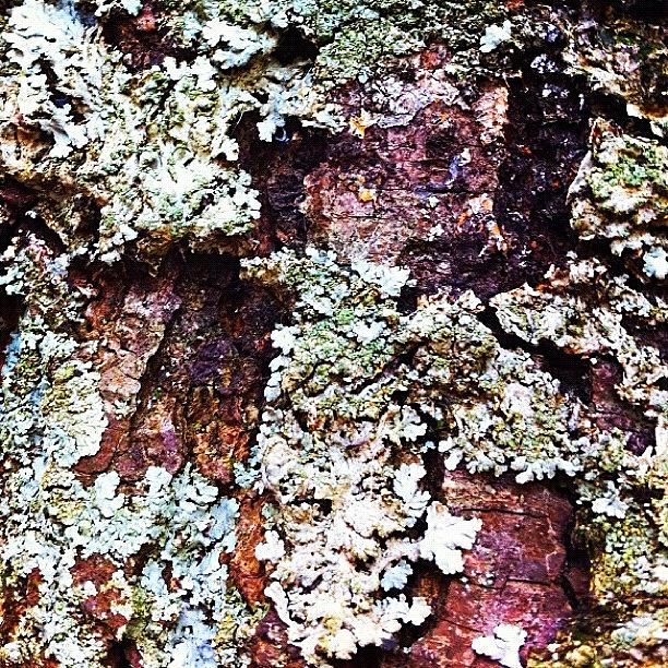 Nature Photograph - Growth #lichen #tree #bark #instagram by Robyn Padden