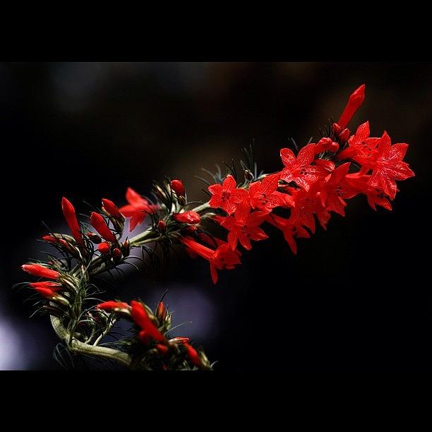 Flowers Still Life Photograph - Growth. #sd1 #sigma #flower by Shingo Fujiwara