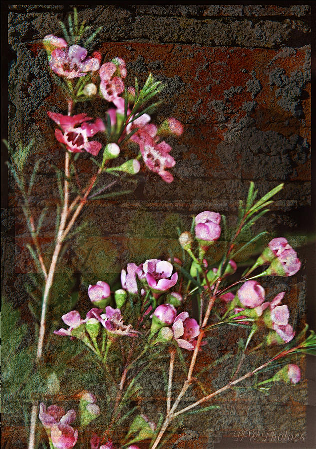 Grundgy floral Photograph by Bonnie Willis