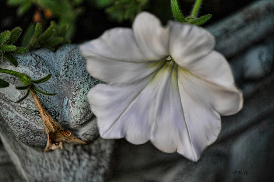 Grundgy Petunia Photograph by Bonnie Willis