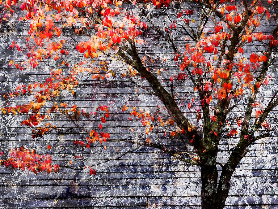 Grunge and Fall Dogwood Photograph by Kathy Clark