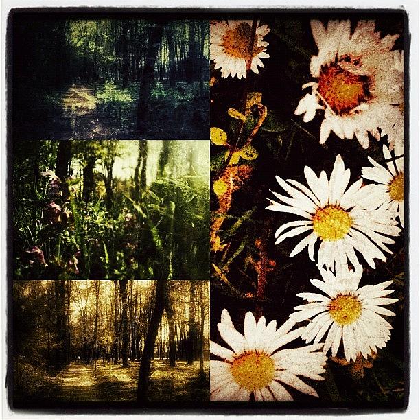 Flora Photograph - Grunge Diptic #iphoneography #instagram by Roberto Pagani