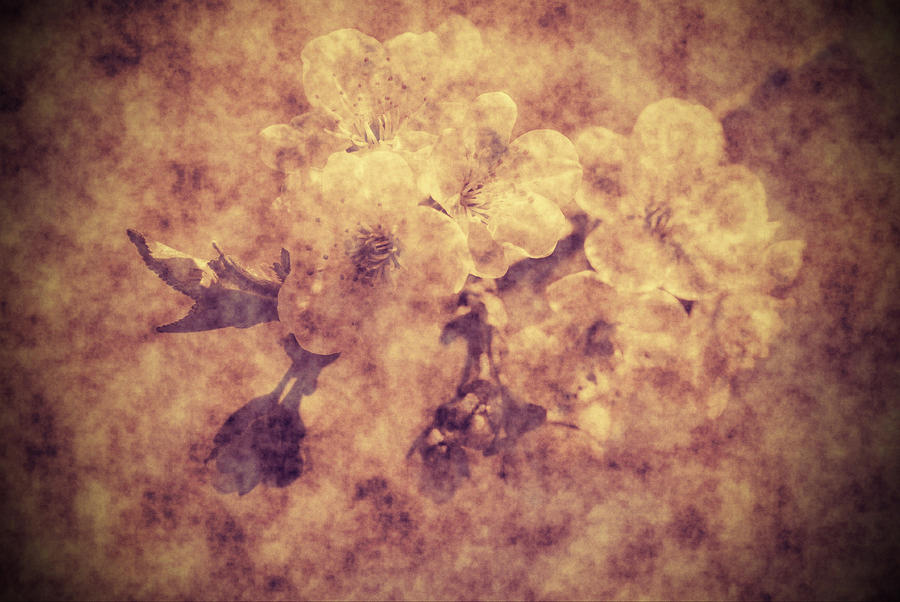 Grunge flowers Photograph by Jaroslaw Grudzinski