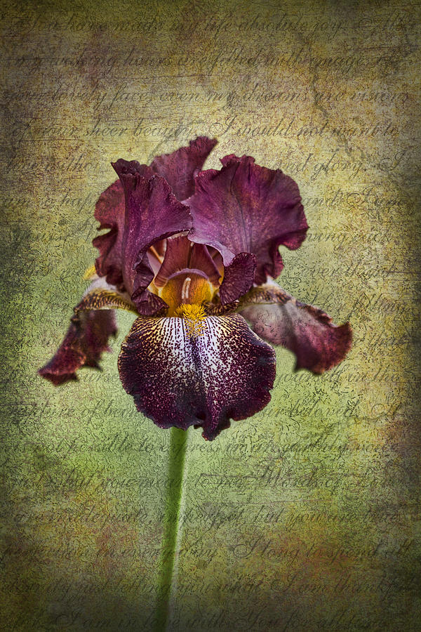 Grunge Textures and Iris Love Letters Photograph by Kathy Clark