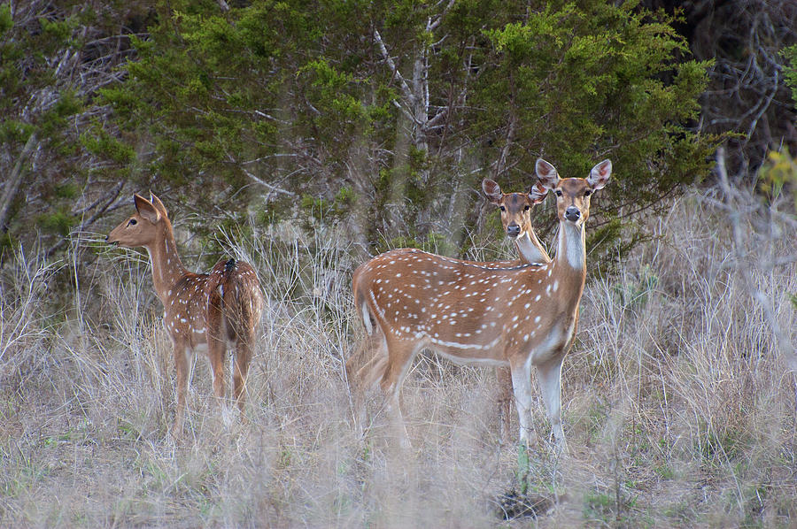 Guadalupe Axis Deer Photograph by Charles Frieda - Fine Art America